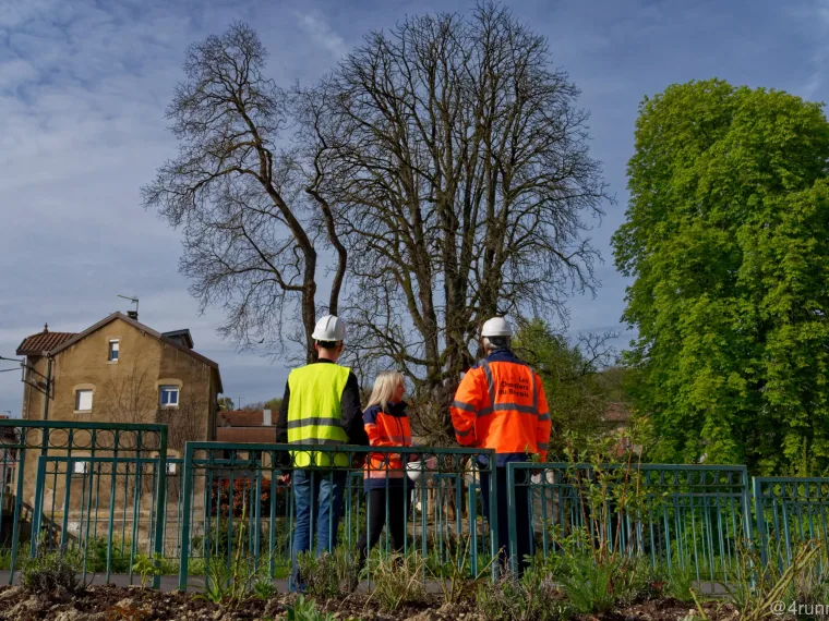 Équipe des Chantiers du Barrois en casque et gilet observant un arbre le long d’une clôture