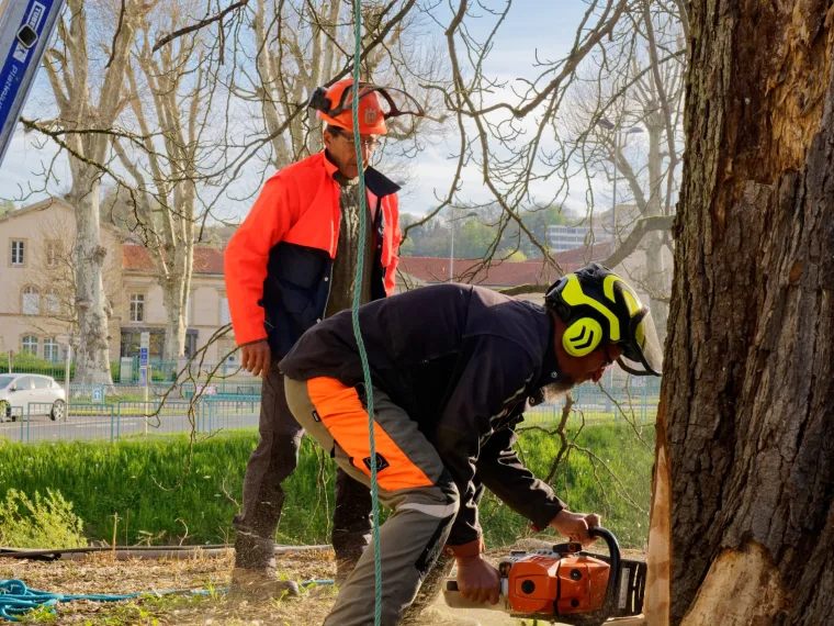 Élagage à la tronçonneuse au pied d’un arbre, tenue de protection complète