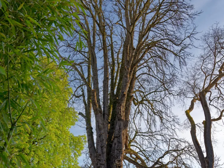 Grand arbre et haie taillée aux abords d’un bâtiment