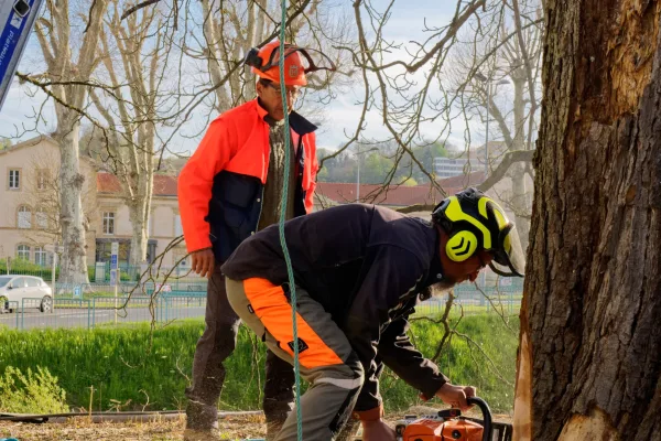 Élagage au pied d'un arbre en milieu urbain