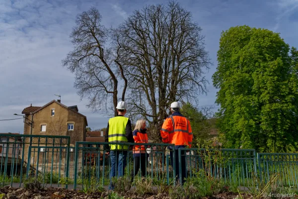 Équipe en reconnaissance sur un alignement d'arbres
