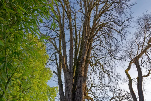 Arbre de haut jet et haie taillée aux abords d'un bâtiment